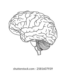 human brain vector line diagram side view for any use