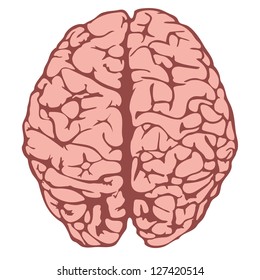 human brain vector model
