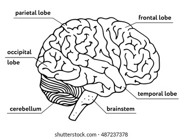 Human Brain Vector Outline Illustration Isolated Stock Vector (Royalty ...