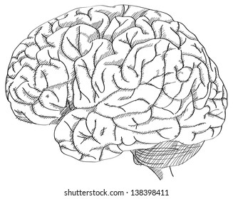 Human Brain Vector Outline Sketched Up, Vector Illustration EPS 10.