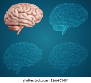 human brain. Vector set in different styles. meshe