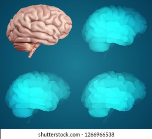 human brain. Vector set in different styles. meshe