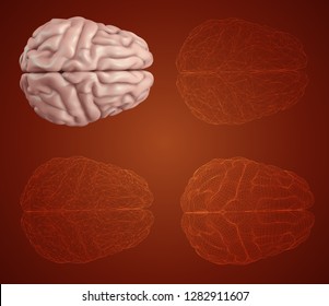 human brain. Vector set in different styles. mesh