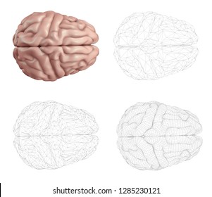 human brain. Vector set in different styles. mesh