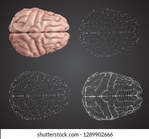 human brain. Vector set in different styles. meshe