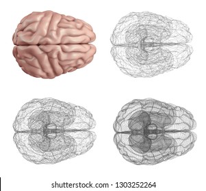 human brain. Vector set in different styles.