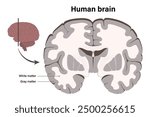 Human brain vector. White matter and Gray matter. Anterior view of frontal section. Cross section of a human brain. Anatomy of the cerebral cortex.