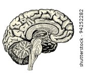 Human brain - vintage engraved illustration - "Manuel des hospitalière et des garde-malaldes"  edited by  Librairie Poussielgue - Paris 1907