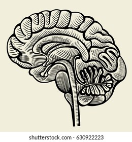 Human brain - vintage engraved illustration. Vector illustration