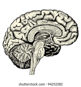 Human brain - vintage engraved illustration - "Manuel des hospitalière et des garde-malaldes"  edited by  Librairie Poussielgue - Paris 1907