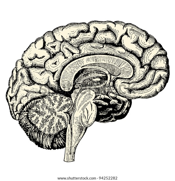 人間の脳 ビンテージ彫刻イラスト リブレーリ ポウシエルグ編 マヌエル デ オスピタリエ デ ガルデ マラルデ のベクター画像素材 ロイヤリティフリー