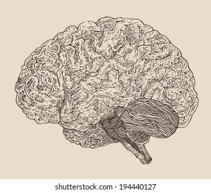 Human brain vintage illustration, engraved retro style, hand drawn