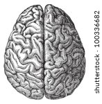 Human brain / vintage illustration from Meyers Konversations-Lexikon 1897