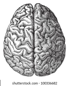 Human brain / vintage illustration from Meyers Konversations-Lexikon 1897