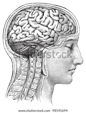 Human brain / vintage illustrations from Die Frau als Hausarztin 1911