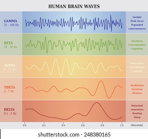 Human Brain Waves Diagram In Five Colors