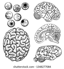 Human brain, white black outline and eye or eyeball set on white background isolated. Vector. 