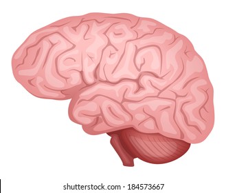 Human brain diagram Images, Stock Photos & Vectors | Shutterstock