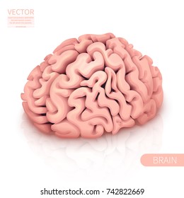 The Human Brain.Brain. Isolated On White Background. 3d Vector Icon.