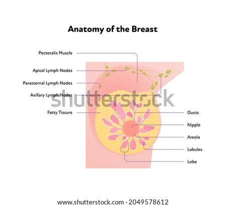 Human breast anatomy diagram. Vector flat medical illustration. Front view section chart with text isolated on white background. Design for healthcare, science, education.