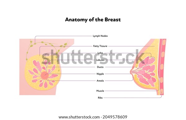 Human breast anatomy\
diagram. Vector flat medical illustration. Side and front view\
section chart isolated on white background. Design for healthcare,\
science, education.