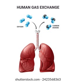 Human breathing cycle diagram. Oxygen and carbon dioxide exchange in lungs. Vector illustration isolated on white background
