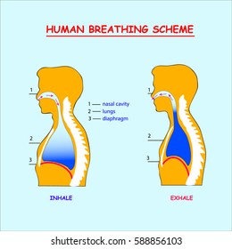 Human breathing scheme info graphic in orange.