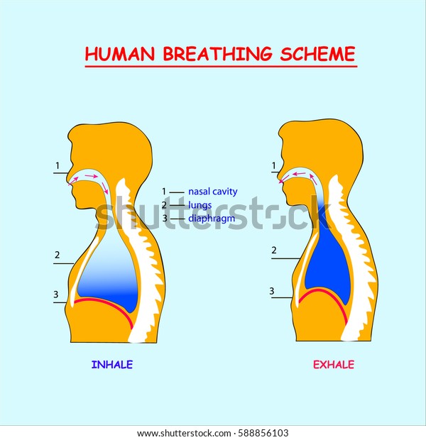 Human Breathing Scheme Info Graphic Orange Stock Vector (Royalty Free