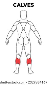 Human Calves muscle male anatomy model vector, perfect for gym illustration, health, medicine and biology lessons.