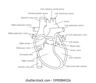 Human Cardiac System Descriptions Educational Diagram Stock Vector ...