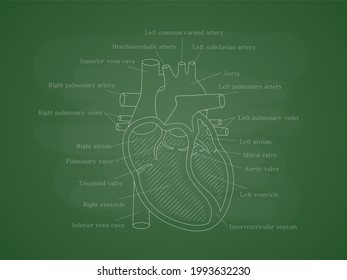 Human cardiac system with descriptions. Educational diagram with human heart cross-section.