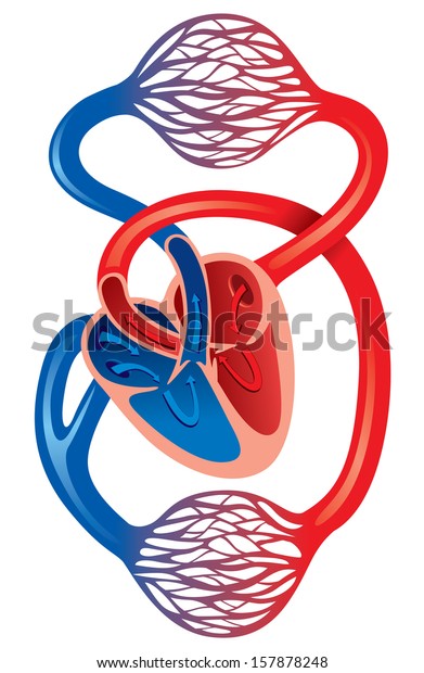 Human Cardiovascular System Stock Vector (Royalty Free) 157878248