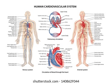 Human cardiovascular system with description of the corresponding parts. Anatomical vector illustration in flat style isolated over white background. 