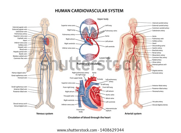 Human cardiovascular system with description\
of the corresponding parts. Anatomical vector illustration in flat\
style isolated over white background.\
