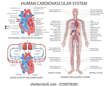 Human Cardiovascular System System. Diagram Of Cardiovascular System With Main Parts Labeled. Medical Vector Illustration.