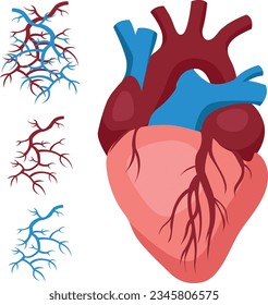 The human cardiovascular system for study in medical institutions for surgeons and other cardiology doctors isolated on white background