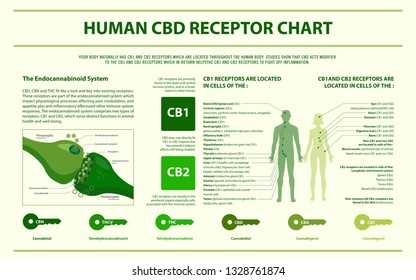 Human CBD Receptor Chart - Endocananbinoid System horizontal infographic illustration about cannabis as herbal alternative medicine and chemical therapy, healthcare and medical science vector.