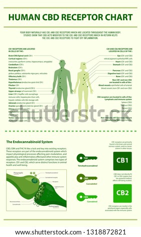 Human CBD Receptor Chart - Endocananbinoid System vertical infographic illustration about cannabis as herbal alternative medicine and chemical therapy, healthcare and medical science vector.