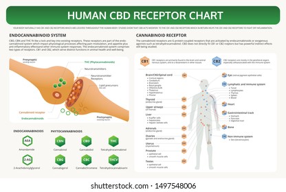 Human CBD Receptor Chart horizontal textbook infographic illustration about cannabis as herbal alternative medicine and chemical therapy, healthcare and medical science vector.
