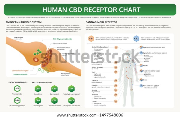 Human CBD Receptor\
Chart horizontal textbook infographic illustration about cannabis\
as herbal alternative medicine and chemical therapy, healthcare and\
medical science vector.