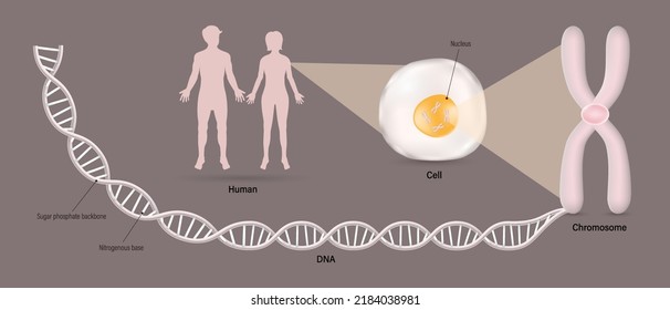 Human, Cell anatomy, chromosome and DNA (Deoxyribonucleic Acid). Vector for scientific study.