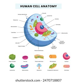 Human cell anatomy infographics, educational chart and labelled parts on white background, human cell structure poster banner with description. vector illustration.