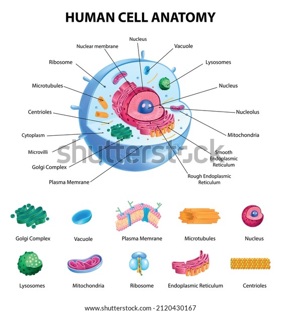 Human cell anatomy infographics with\
realistic educational chart and labelled parts on white background\
vector illustration