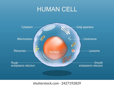 Human cell anatomy. Structure of a eukaryotic cell. All organelles: Nucleus, Ribosome, Rough endoplasmic reticulum, Golgi apparatus, mitochondrion, cytoplasm, lysosome, Centrosome. Animal cell on blue