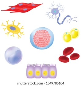 Human Cell - Cellular Differentiation