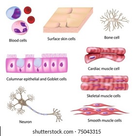 Human Cell Collection