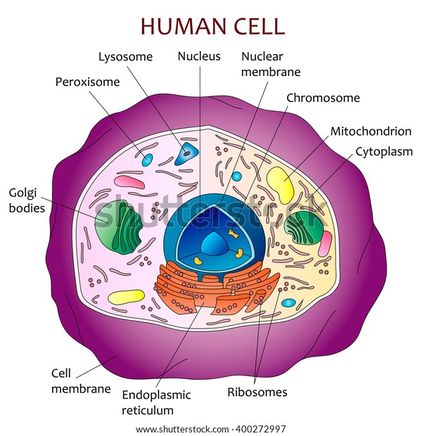 Human Cell Diagram Stock Vector (Royalty Free) 400272997