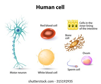 Human Cell: Motor Neuron, Red Blood Cell And White Blood Cell, Bone Cell, Sperm Cell And Ovum