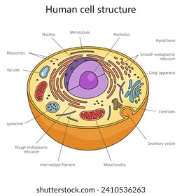 Diagrama de estructura de células humanas ilustración de vector esquemático dibujado a mano. Ilustración de la ciencia médica