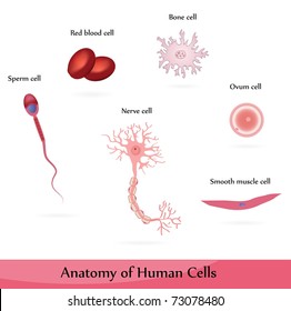 2,178 White blood cell diagram Images, Stock Photos & Vectors ...